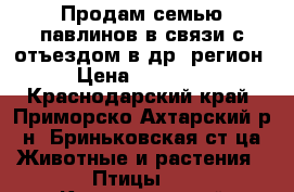 Продам семью павлинов в связи с отъездом в др. регион › Цена ­ 45 000 - Краснодарский край, Приморско-Ахтарский р-н, Бриньковская ст-ца Животные и растения » Птицы   . Краснодарский край